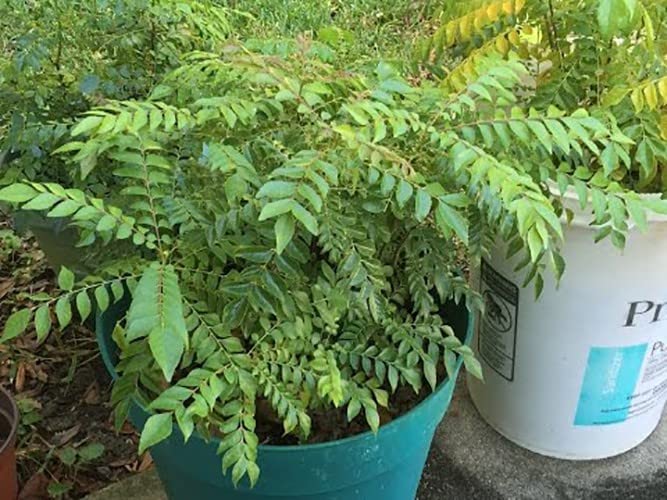Organic Curry Leaf Plant (Murraya Koenigii) - Live Outdoor Herb for Cooking, Ayurveda & Landscaping - Perfect for Indian Cuisine, Home Gardens & Natural Remedies