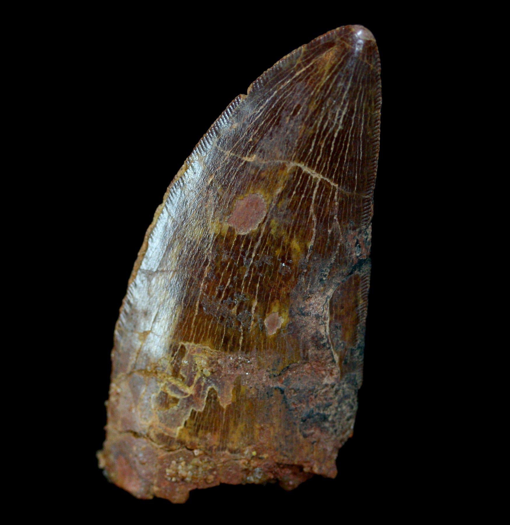 Authentic Carcharodontosaurus Dinosaur Tooth Fossil - Rare Prehistoric Collectible for Paleontology Enthusiasts & Home Decor Display