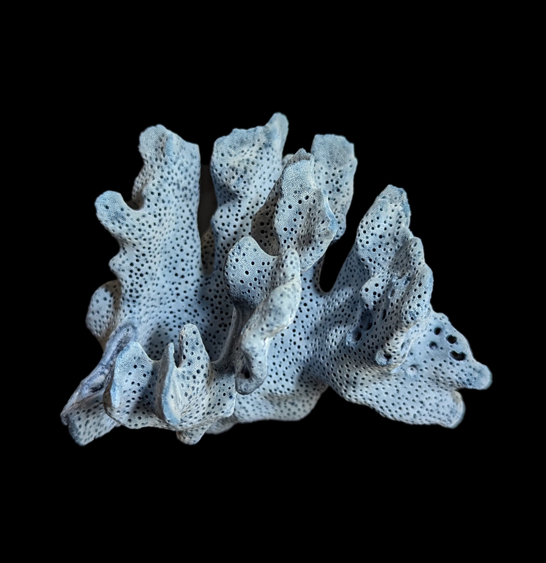 Premium Blue Heliopora Coerulea Coral for Saltwater Aquariums - Vibrant Live Coral for Reef Tanks & Marine Aquascaping
