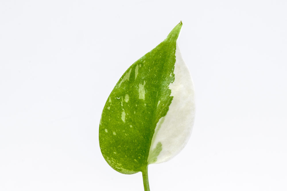 Monstera Thai Constellation Bare Root Plant - Rare Variegated Indoor Houseplant for Home Decor, Office, and Living Room