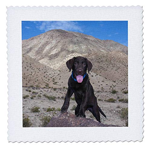 Chocolate Labrador Puppy, Pr