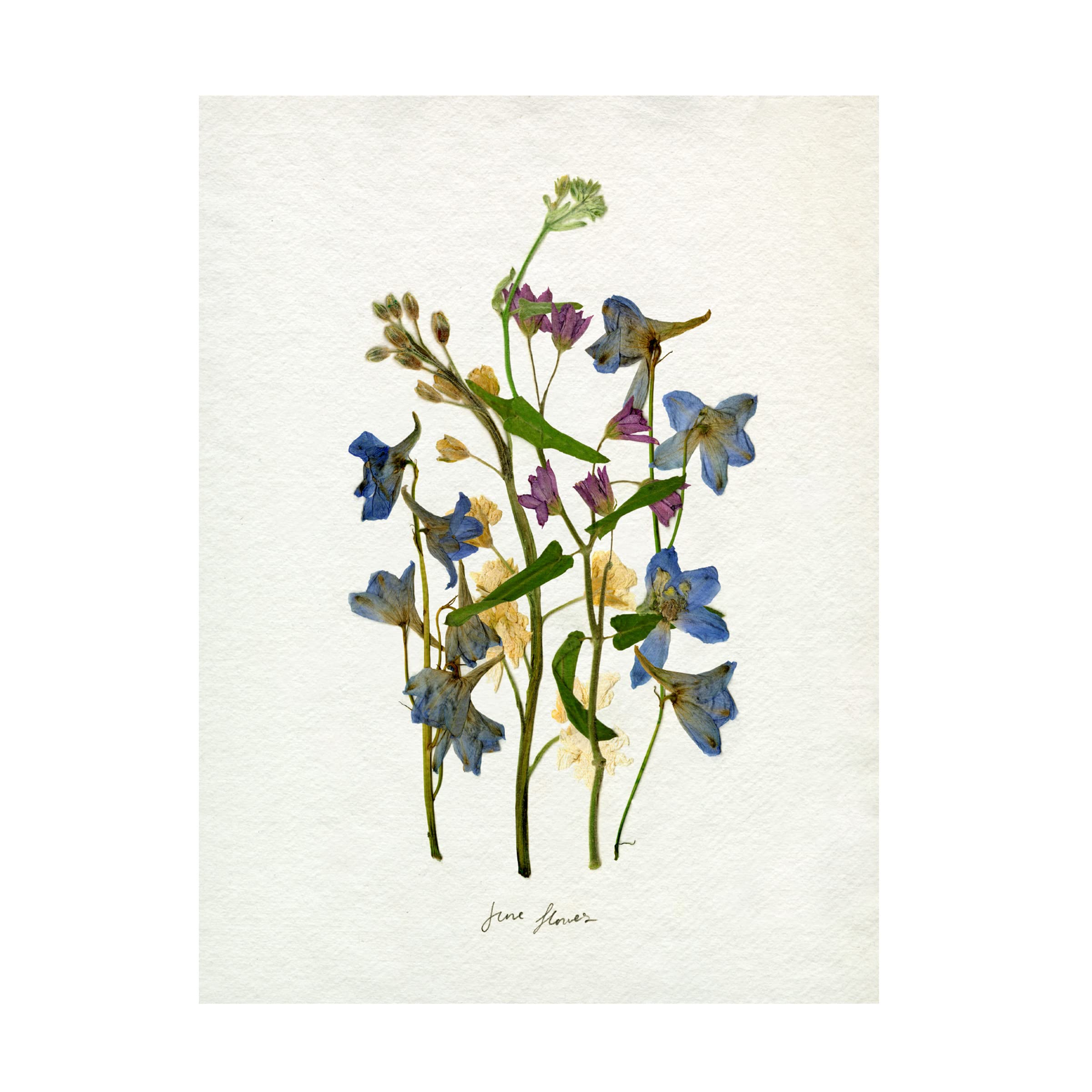 Emma Caroline 'Pressed June Arrangement II' Floral Canvas Wall Art Print - Modern Botanical Home Decor for Living Room, Bedroom & Office