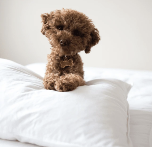 Radisson® Hotel Group Firm Pillow - Premium Hotel Quality Pillow for Back and Side Sleepers - Perfect for Home, Travel, and Guest Rooms