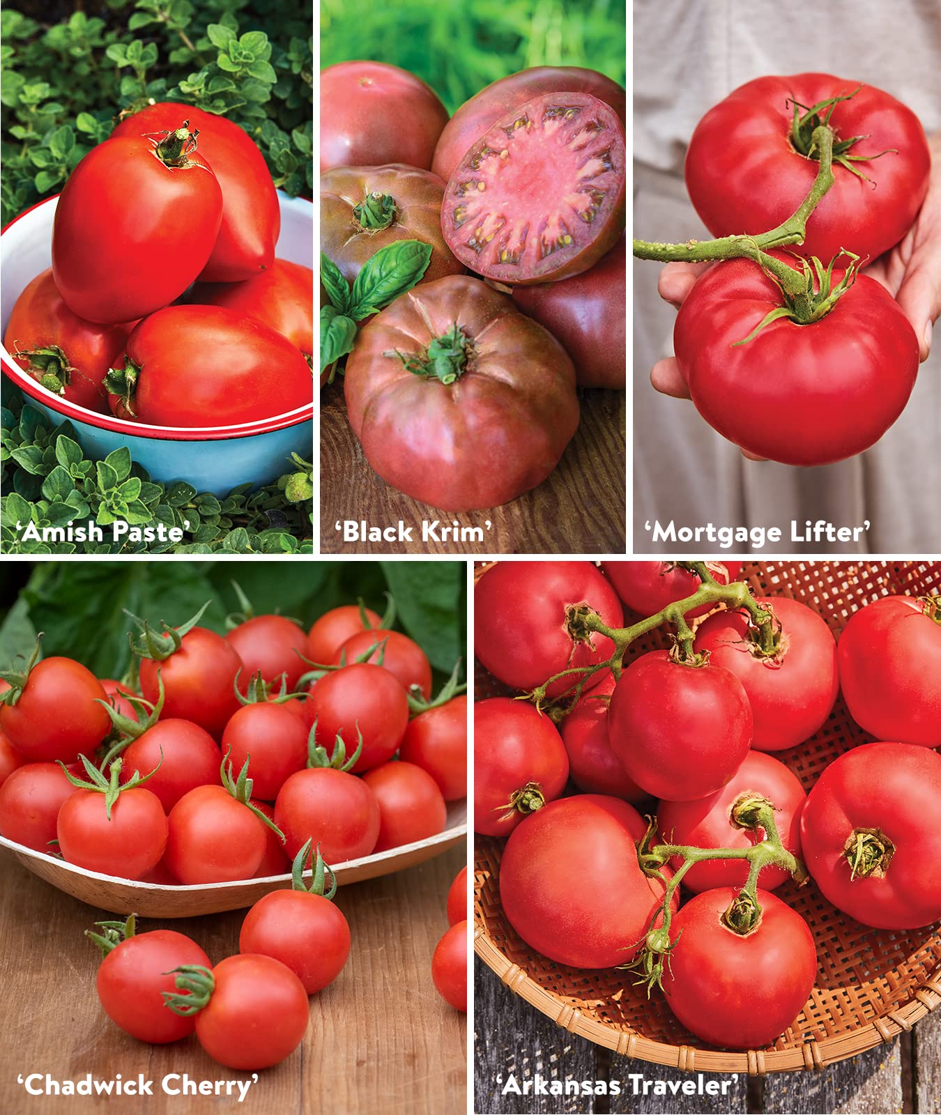 Non-GMO Heirloom Tomato Seeds - 10 Packets for Planting | Burpee Favorites | Organic Garden Gifts for Home Gardening, Backyard Farming & Sustainable Living