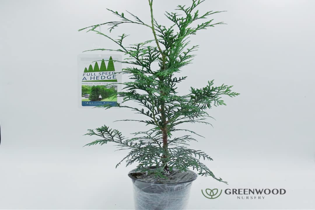 American Pillar Arborvitae & Thuja Occidentalis Live Trees - 5 Pack Quart Pots | Fast-Growing Evergreen Privacy Hedge for Landscaping, Windbreaks & Garden Borders | Greenwood Nursery