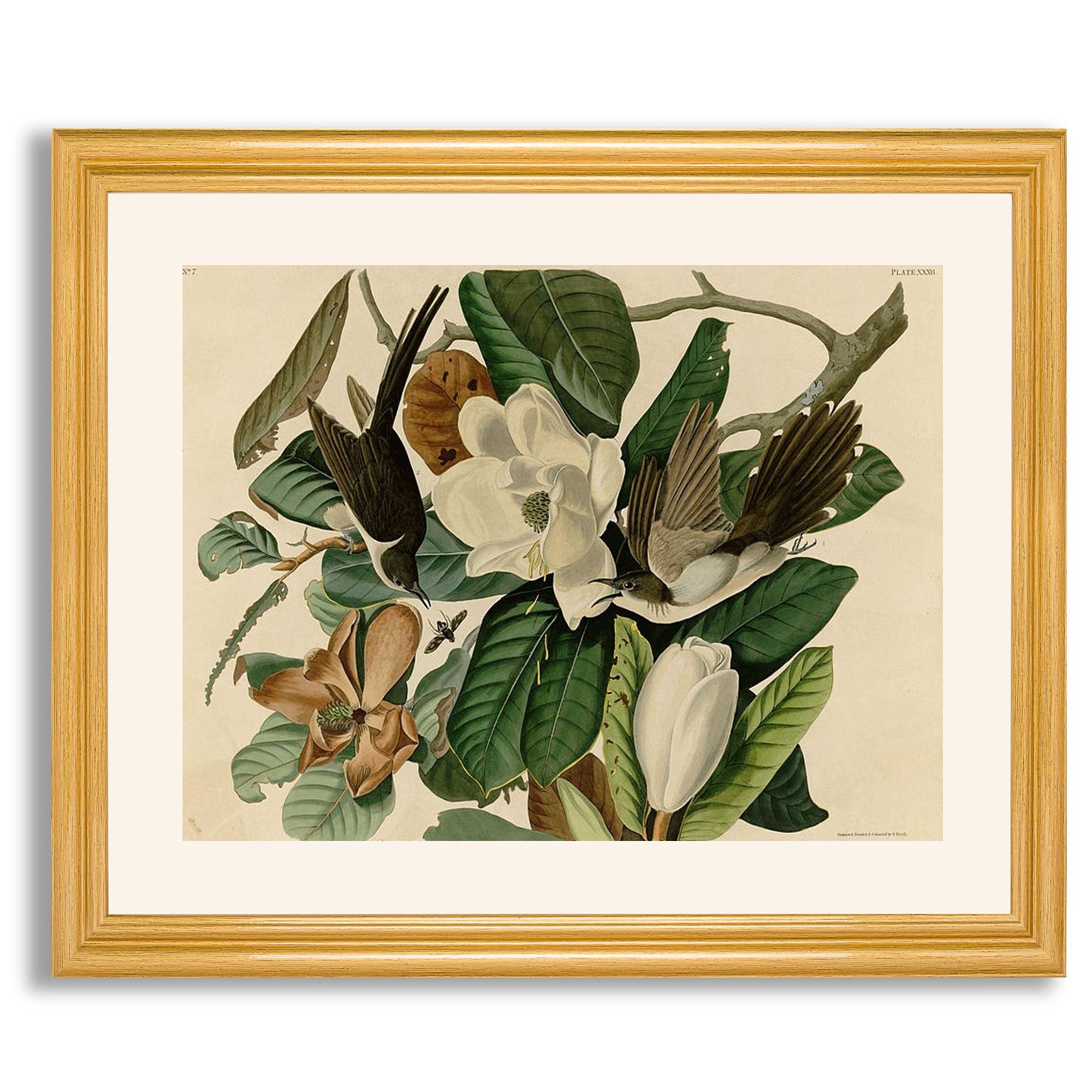 Black Billed Cuckoo by James Audubon - Framed Fine Art Print | Premium Wildlife Painting Reproduction in Wood Frame | Wall Decor for Home, Office, Bedroom & Living Room | Perfect for Nature Lovers & Bird Enthusiasts