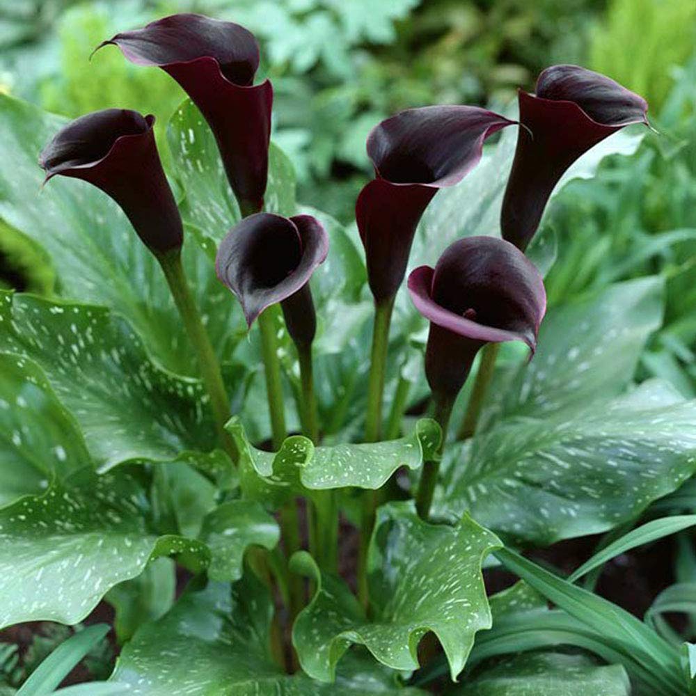 Calla Lily Bulbs (2 Pack) - Perfect for Pots, Planters & Cut Flowers - Brighten Your Summer Garden with Tropical Colors - Great for Home Gardens, Landscaping & Floral Arrangements