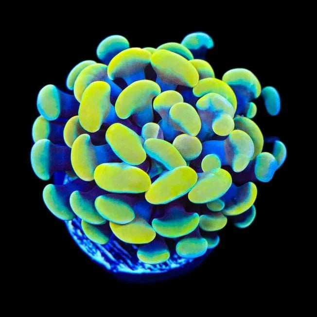 Electro Hammer Coral - High-Quality Marine Aquarium Coral for Reef Tanks | Perfect for Saltwater Fish Tanks & Coral Propagation