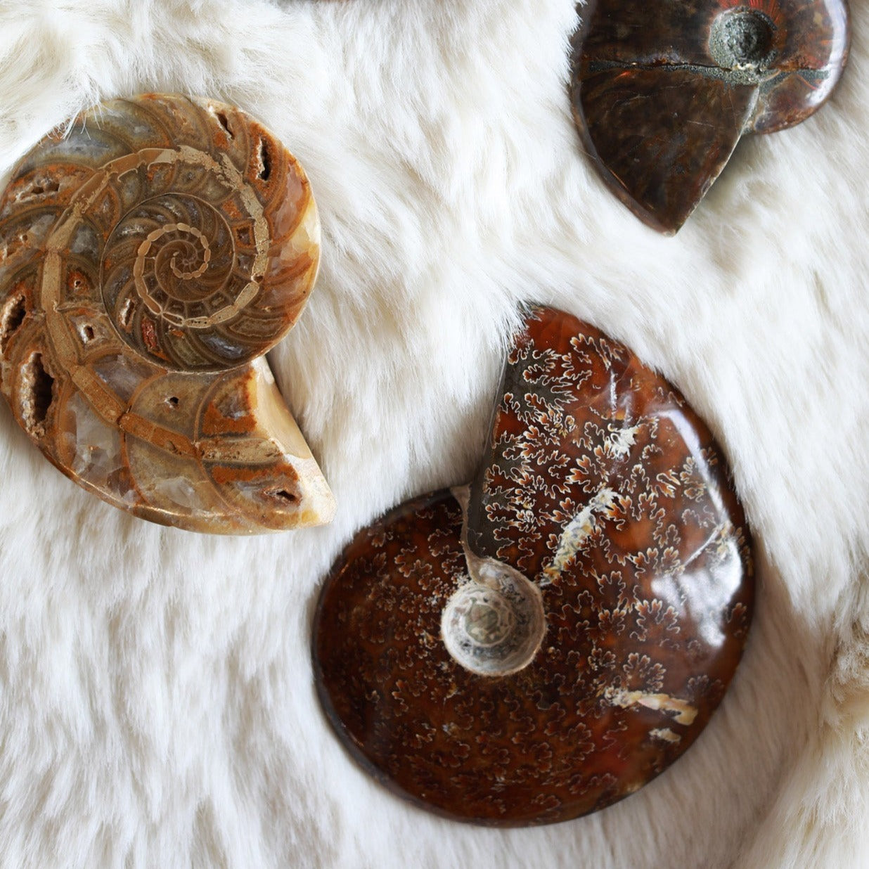 Premium Ammonite Halved Pair Fossil Specimen - Authentic Natural Stone for Home Decor, Collection & Gifts | Perfect for Display, Meditation & Geology Enthusiasts