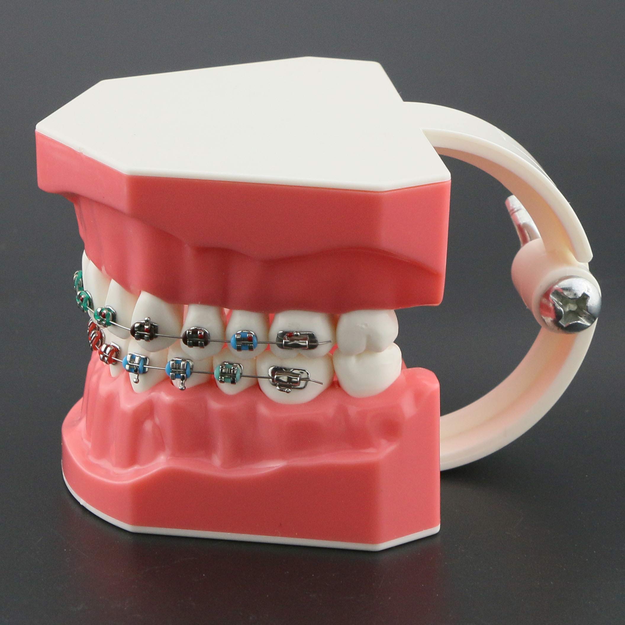 Orthodontic Dental Model with Metal Brackets, Archwires, Tubes & Ligature Ties - Standard Size Teeth Treatment Model for Dental Students & Professionals | Perfect for Teaching, Studying & Clinical Practice