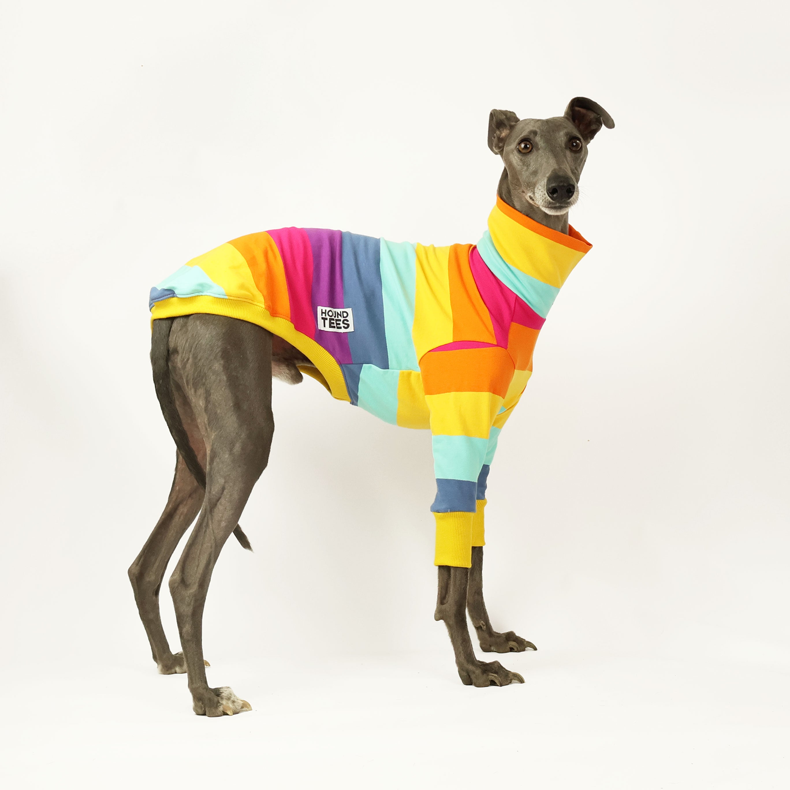Lemon Meringue Whippet Dog Sweater - Cozy Long Sleeve Knit Pullover for Small Dogs - Perfect for Winter Walks & Indoor Lounging