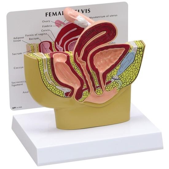 Female Pelvis Cross Section Model - Anatomical Study Tool for Medical Students & Professionals | Ideal for Classroom, Lab & Healthcare Training
