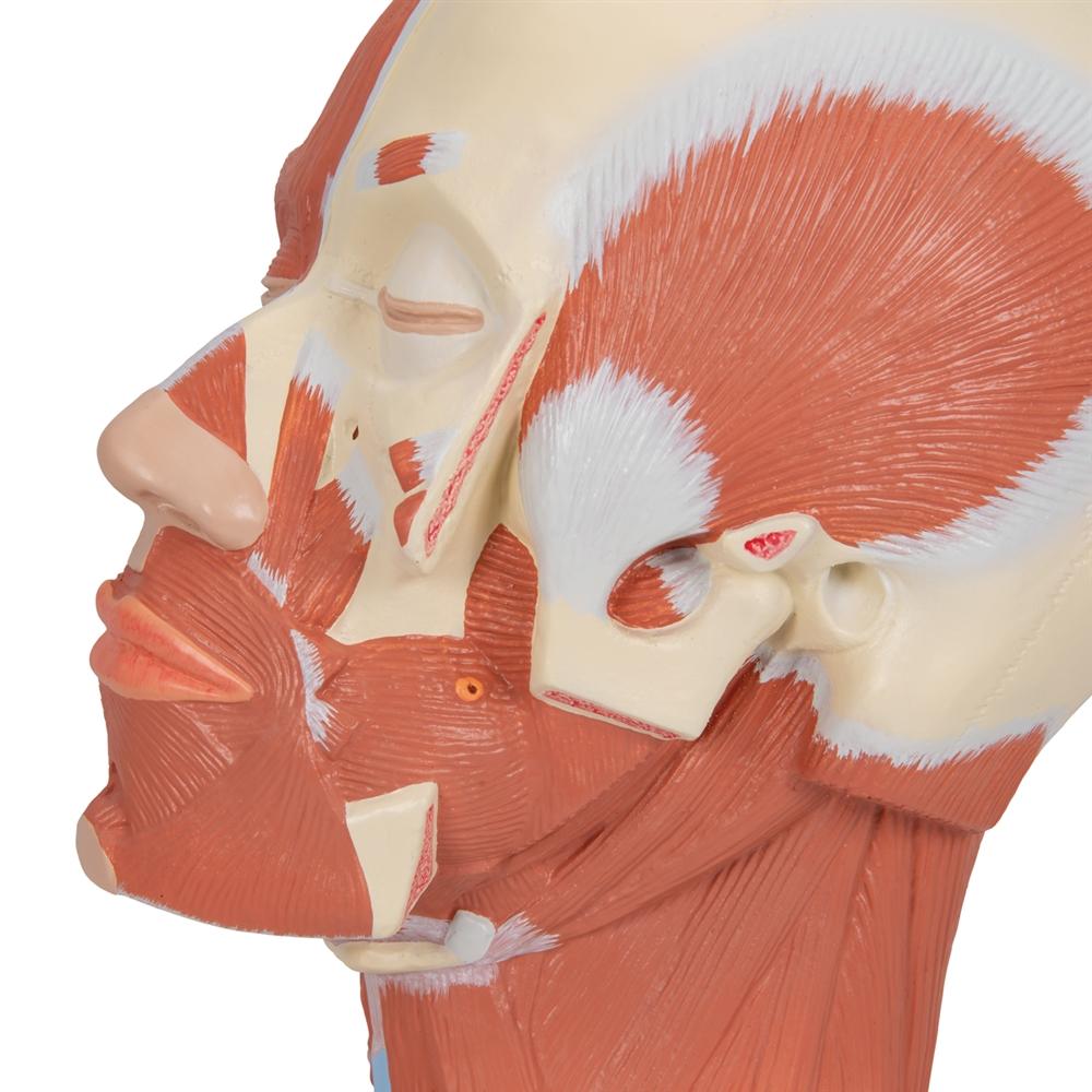 Human Head and Neck Musculature Anatomy Model - Detailed Medical Study Tool for Students & Professionals | Perfect for Classroom, Lab & Healthcare Training