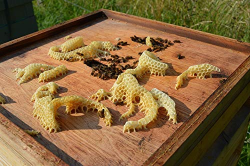 Premium Beeswax Honeycomb Bee Hive Poster - 20x30 Inch Laminated Wall Art with Vibrant Colors & Detailed Imagery | Perfect for Home Decor, Classroom, Office & Beekeeping Enthusiasts | Fits Standard Frames