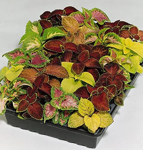 Exotic Coleus Seeds Mix - Non-GMO Annual Flower Seeds for Planting - Perfect for Gardens, Landscaping & Containers