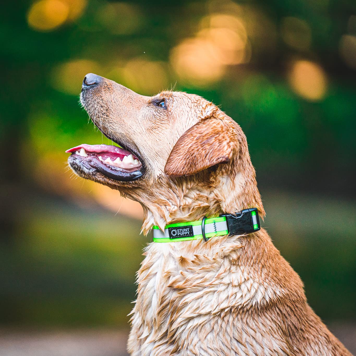 Go Dog Glo Reflective LED Dog Collar - Orange | Waterproof & Adjustable for Nighttime Safety | Perfect for Walking, Running & Outdoor Adventures