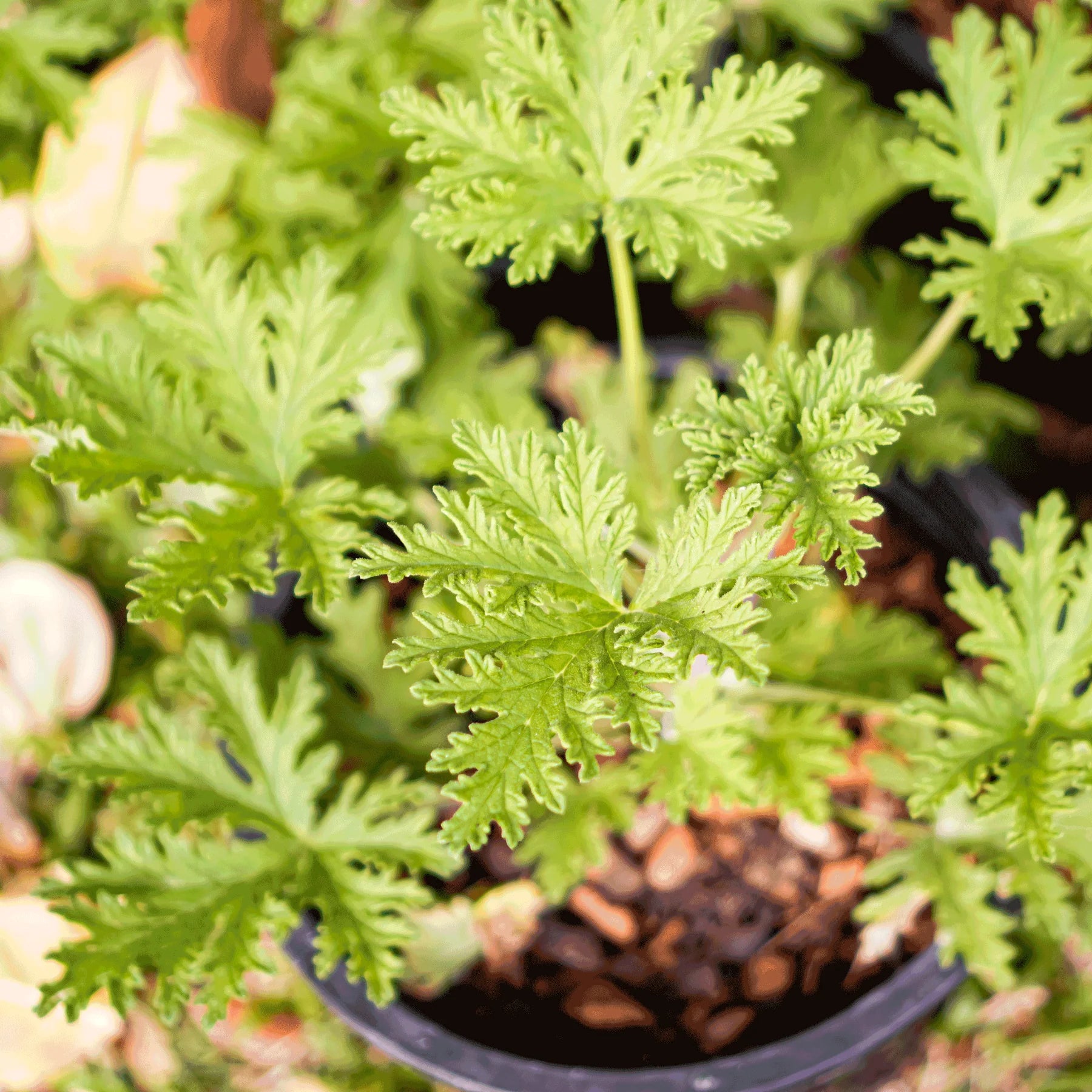Natural Citronella Bush Plants for Sale - Mosquito Repellent Outdoor Garden Decor | Perfect for Patio, Yard & Landscaping