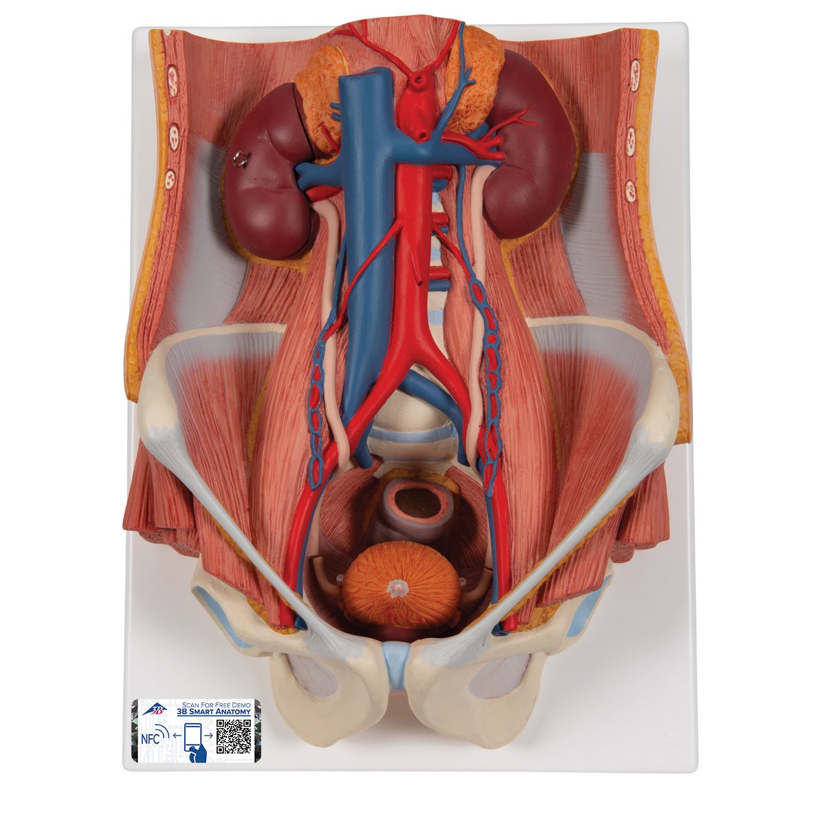 Dual Gender Urinary System Model - 6-Part Anatomical Demonstration Kit for Medical Education & Training | Perfect for Classroom, Lab & Healthcare Professional Use