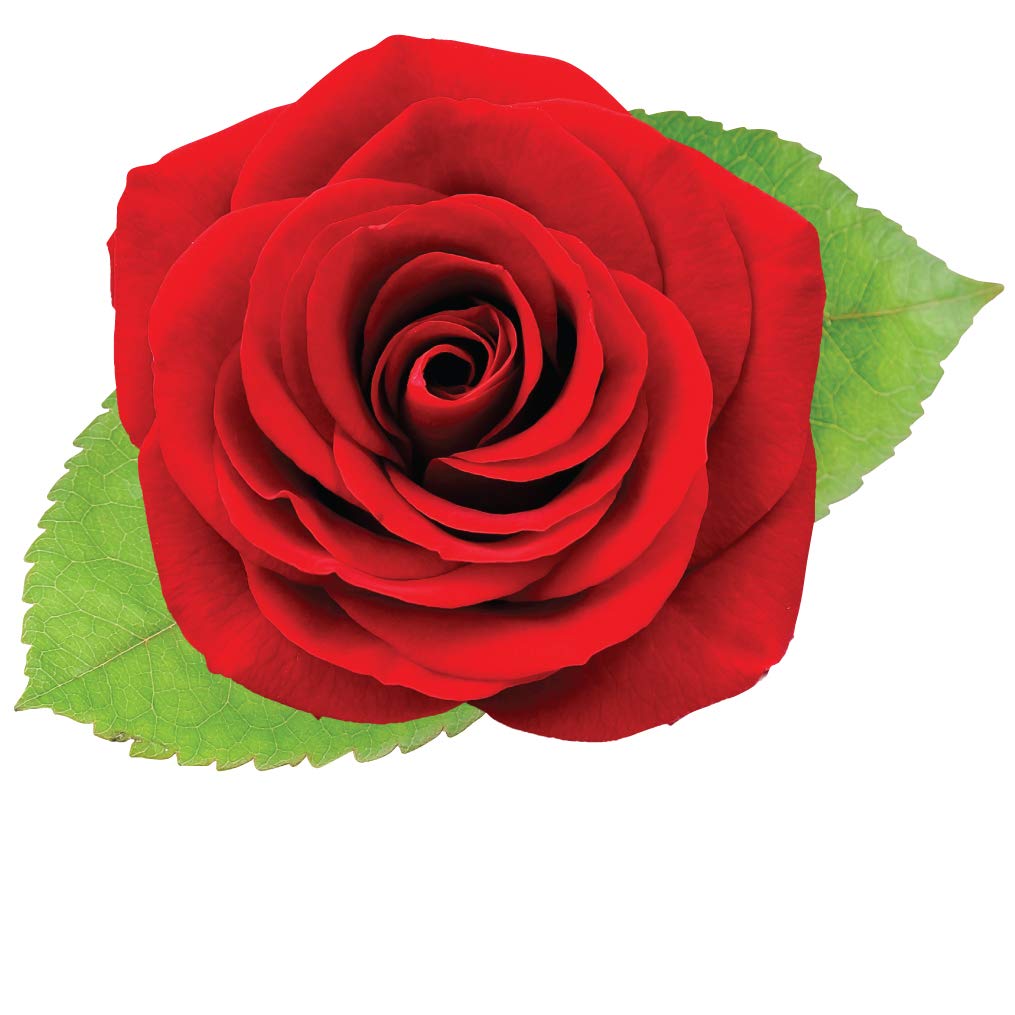 StikArt Removable Single Red Rose Wall Decal - Premium Canvas Wall Art for Home Decor | Perfect for Living Room, Bedroom & Office