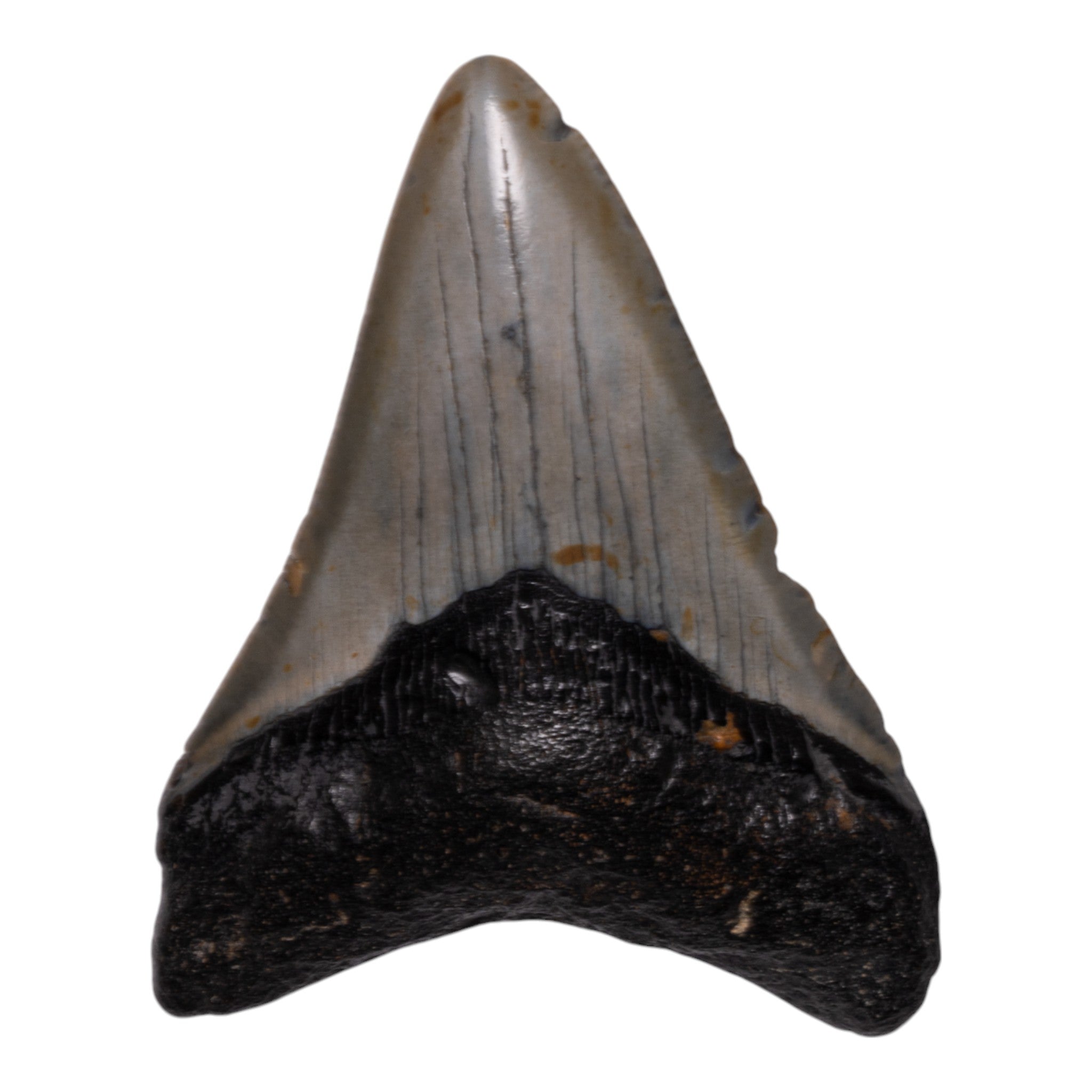 Authentic Megalodon Shark Tooth Fossil - Genuine Collector's Specimen for Home Decor, Classroom Display & Paleontology Enthusiasts