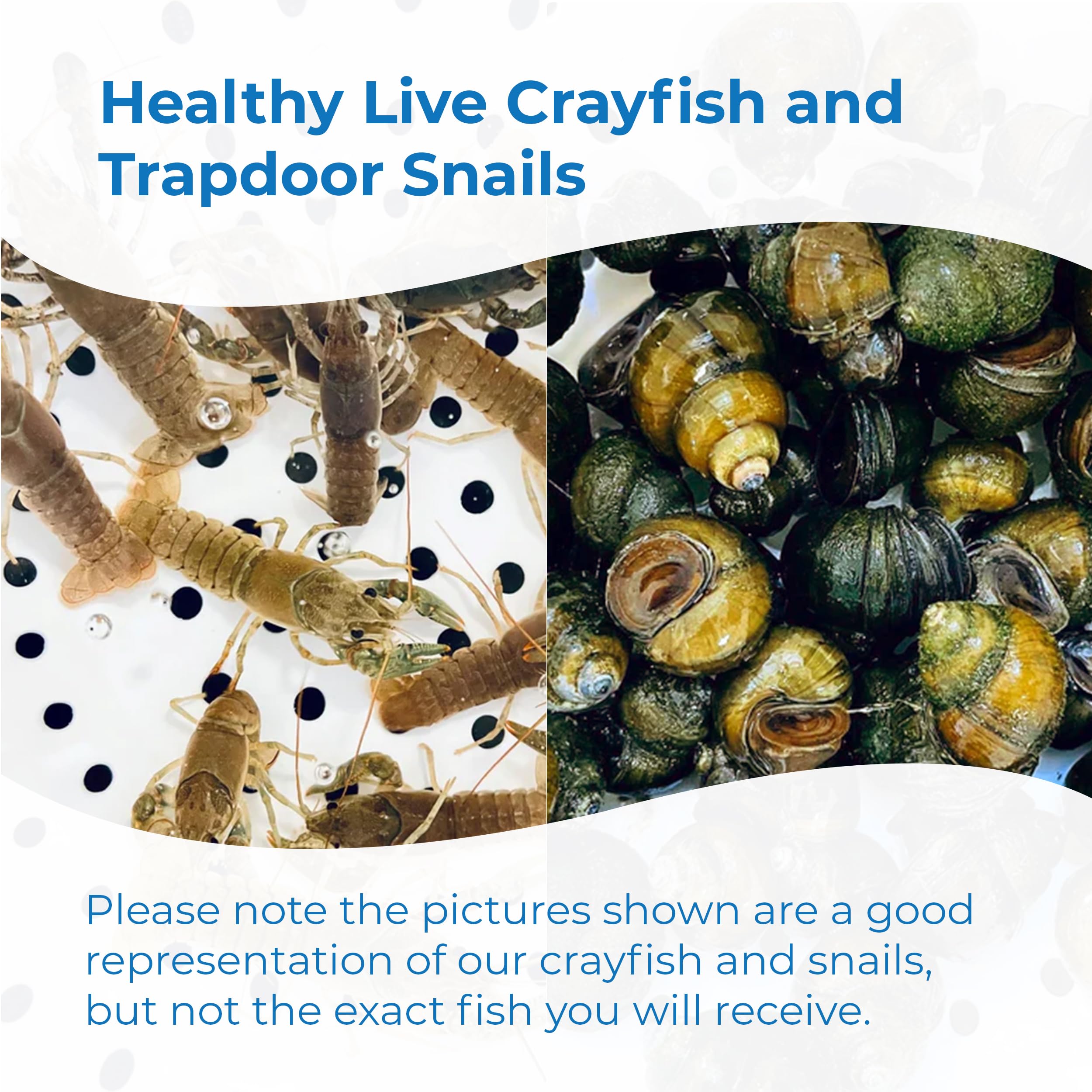 Live Toledo Goldfish, Crayfish & Trapdoor Snail Combo - 13 Each (26 Total) for Ponds, Aquariums & Fish Tanks | Perfect for Aquatic Ecosystems, Decoration & Algae Control