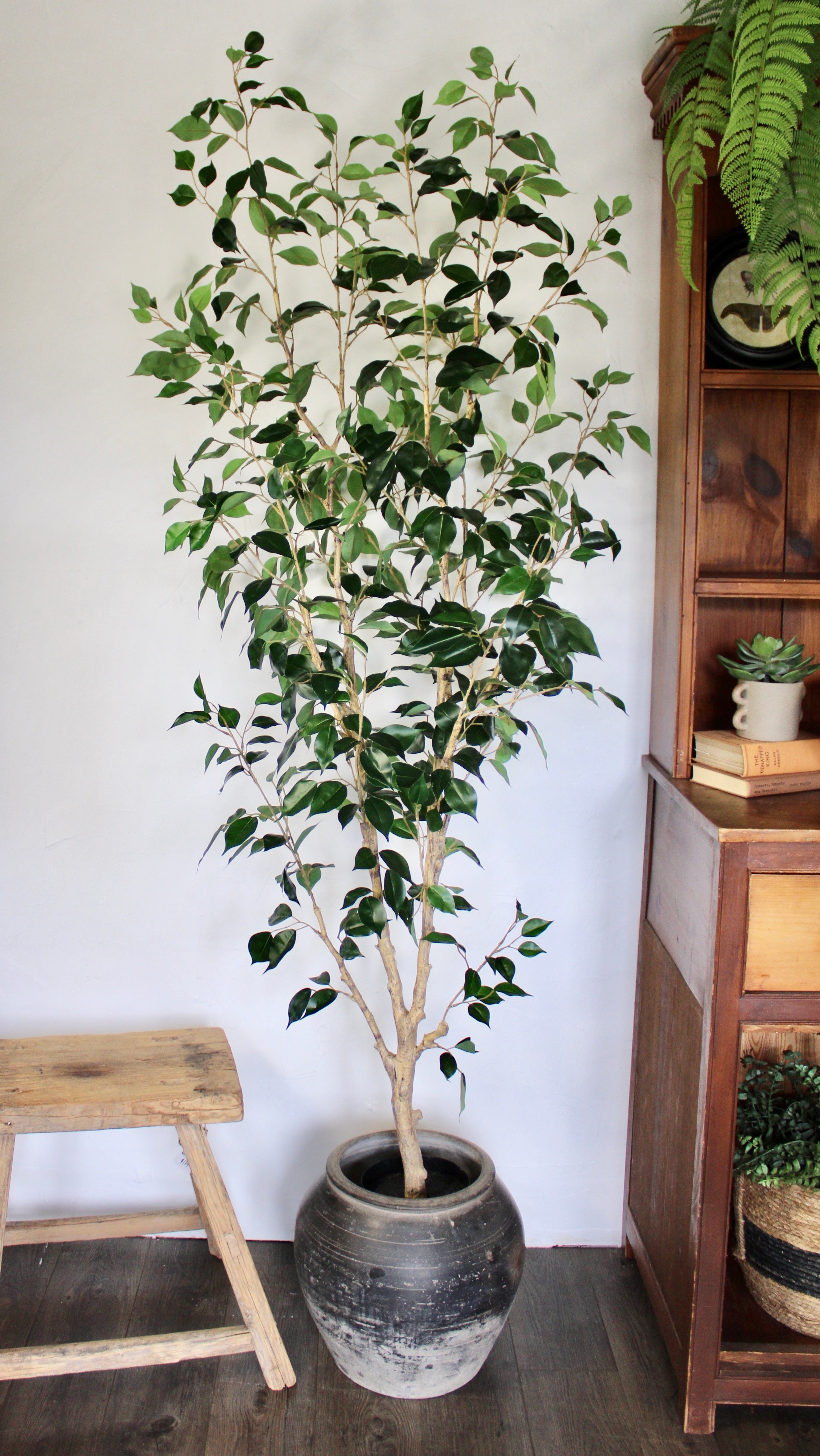 6' Benjamina Ficus Tree - Indoor Bonsai Plant for Home & Office Decor - Perfect for Living Room, Bedroom, or Workspace