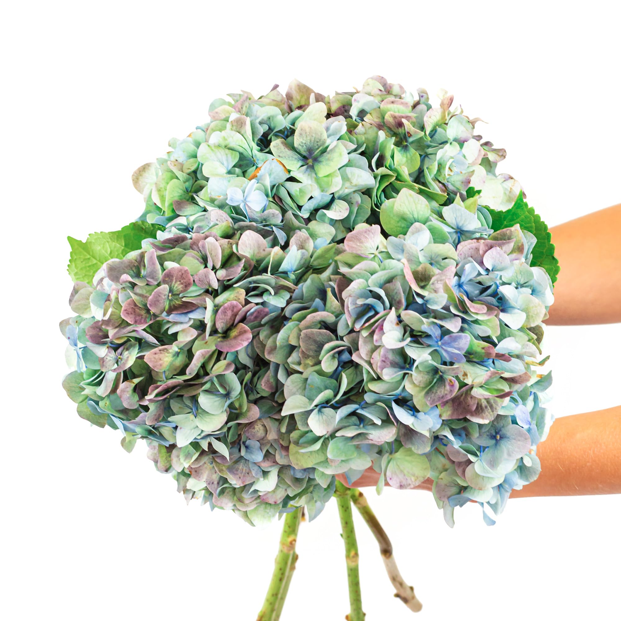 BloomsyBox Fresh Emerald Enchantment Hydrangea Bouquet with Care Card & Flower Food | Premium Flower Delivery for Birthdays, Anniversaries & Weddings | Perfect for Home Decor, Gift Giving & Special Occasions