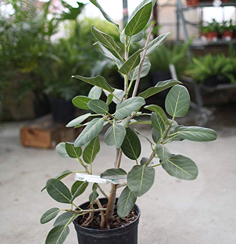Ficus Audrey Live Plant - Ficus Benghalensis in 10 Inch Pot - Indoor Ornamental Tree for Home & Office Decor - Perfect for Living Room, Bedroom, or Workspace