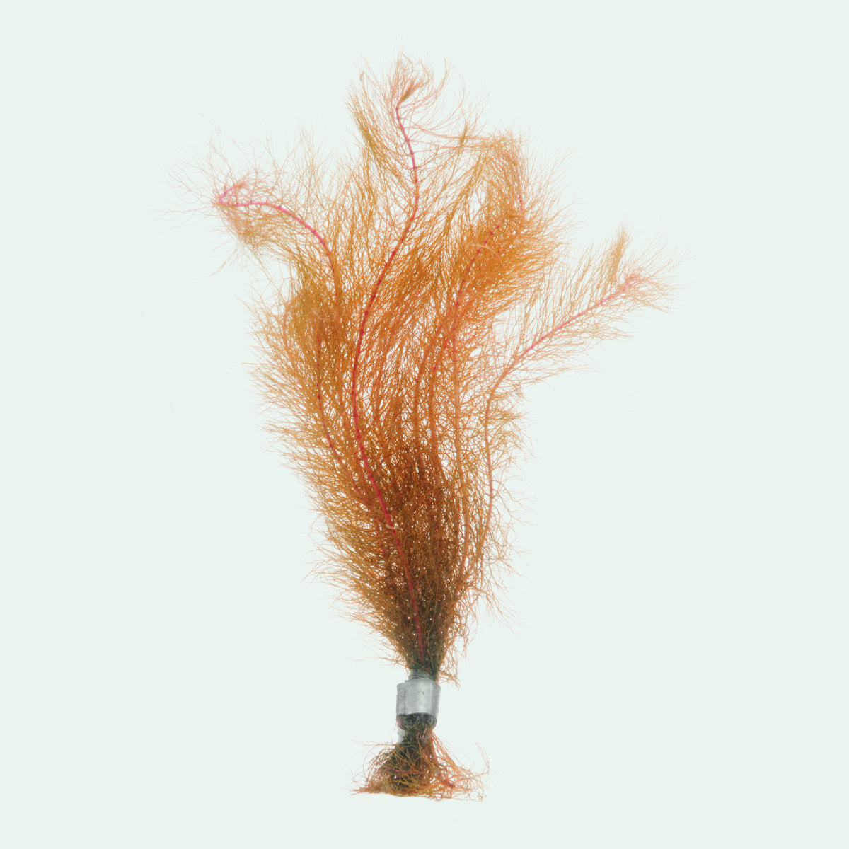 Myriophyllum Tuberculatum Aquatic Plant for Aquariums & Ponds | Oxygenating Live Plant for Fish Tanks | Perfect for Freshwater Aquascaping & Water Gardens