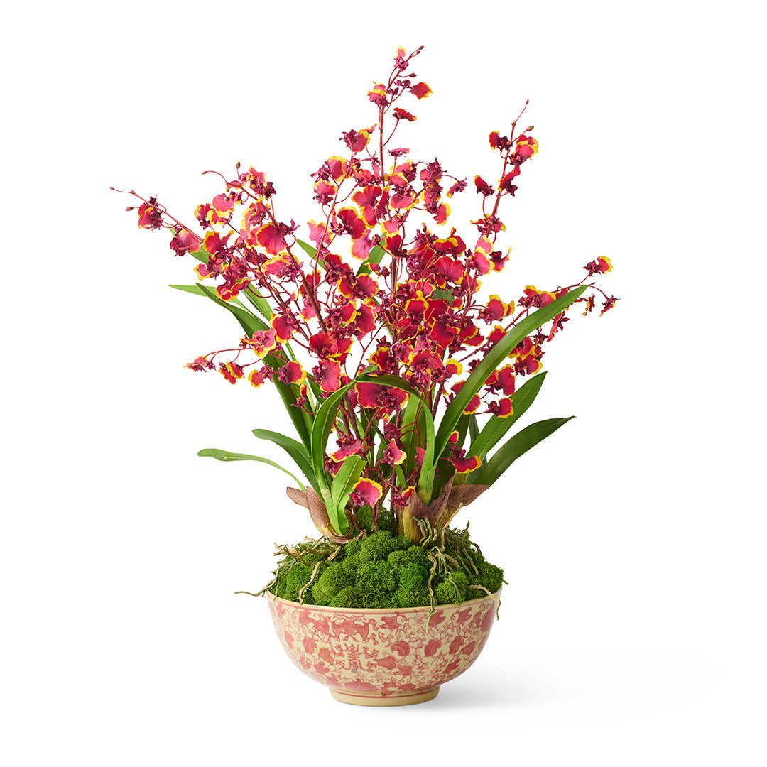 Red Oncidium Dancing Lady Orchids - Exotic Live Orchid Plants for Home & Office Decor - Perfect for Gifts, Weddings, and Indoor Gardening