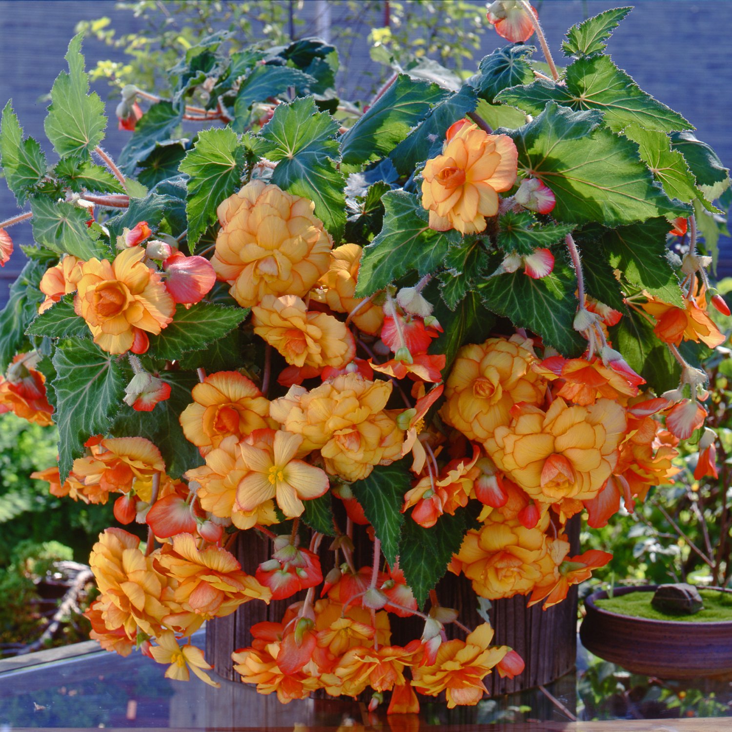 Hanging Picotee Begonia Bulbs (3 Pack) - Yellow & Red Flowers for Baskets & Shade Gardens