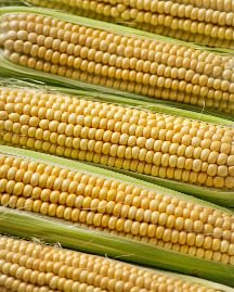 A-corn Food Funny