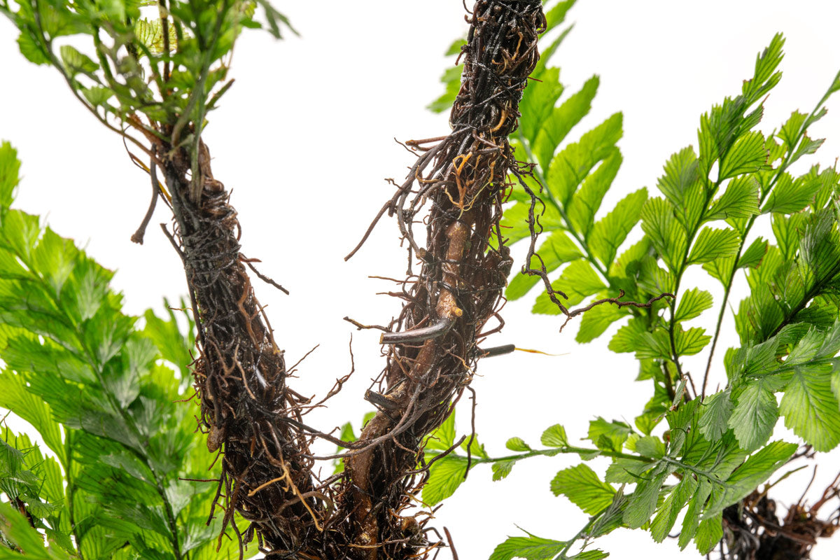 Trichomanes Javanicum Bonsai Tree - Rare Fern Miniature Plant for Home & Office Decor | Perfect for Zen Gardens, Terrariums, and Indoor Greenery