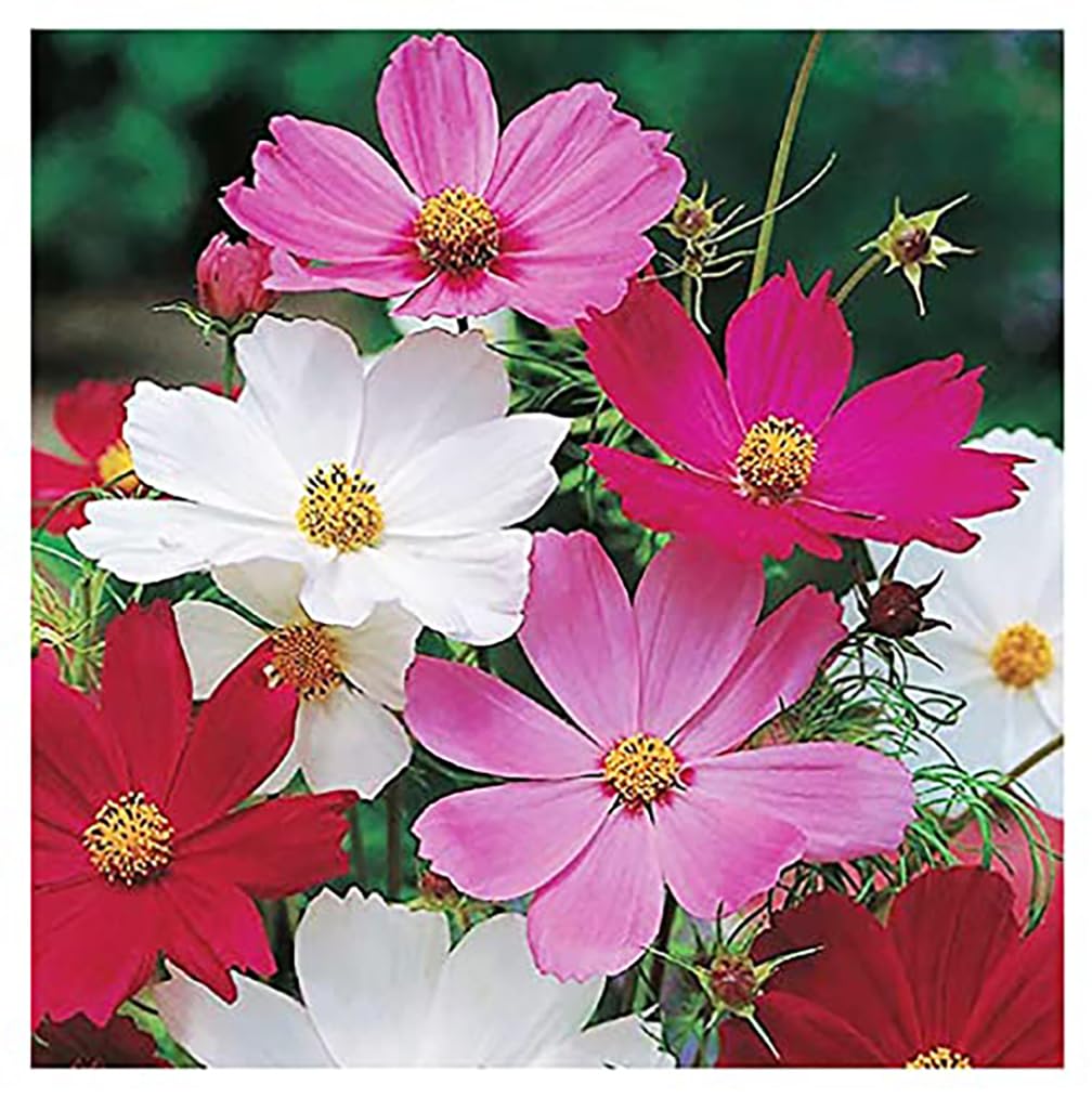 1000 Cosmos Tall Sensation Flower Seeds - Long Blooming Perennial for All Zones (4-5 Feet Tall) - Perfect for Garden Borders, Cut Flowers & Pollinator Gardens