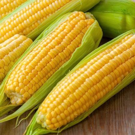 Non-GMO Heirloom Golden Bantam Yellow Corn Seeds - 50 Count | Sweet & Delicious Vegetable for Home Garden, Farm Planting, Fresh Eating & Canning