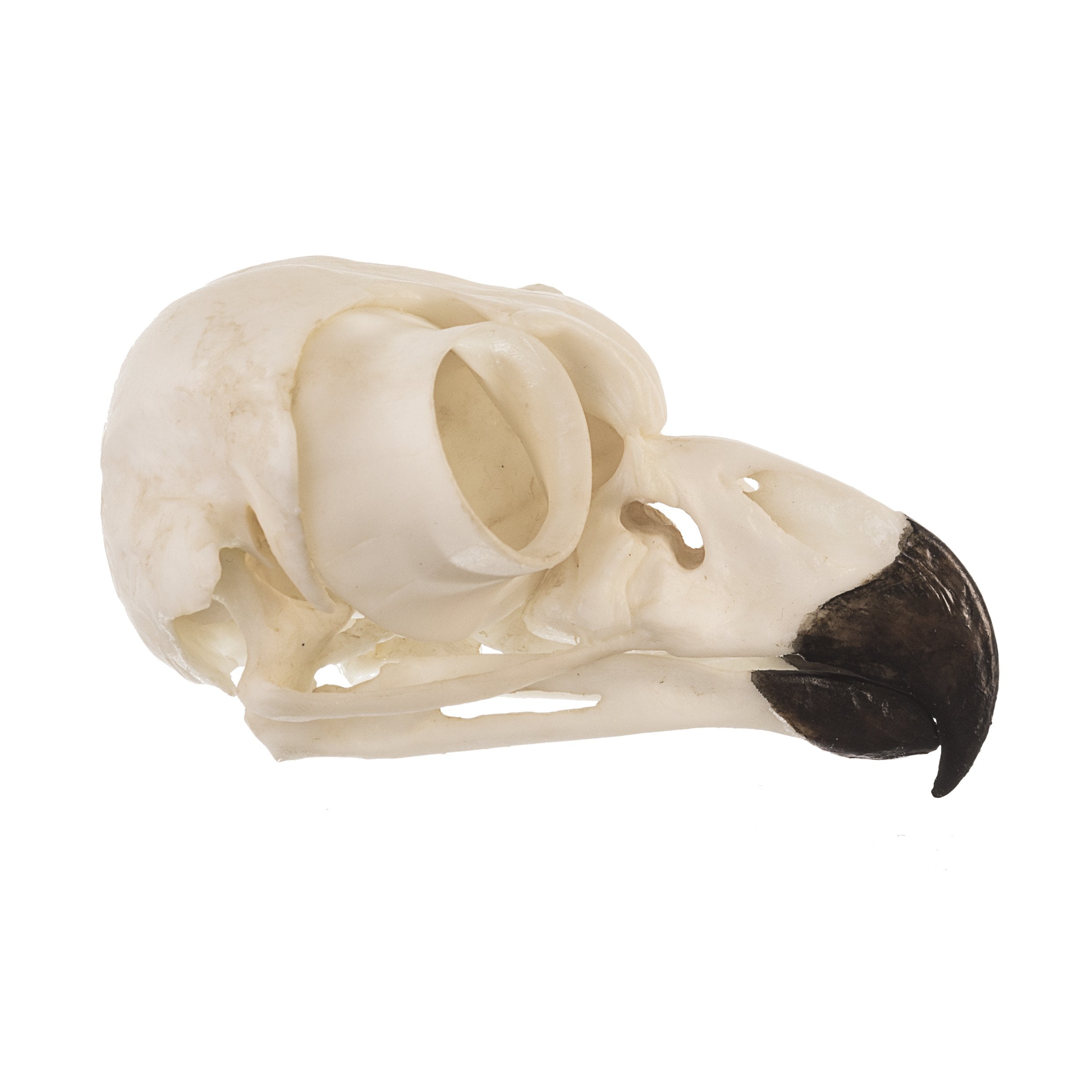 Authentic Replica Great Horned Owl Skull - Lifelike Taxidermy Decoration for Home, Office & Halloween Decor - Perfect for Gothic, Nature & Science Enthusiasts