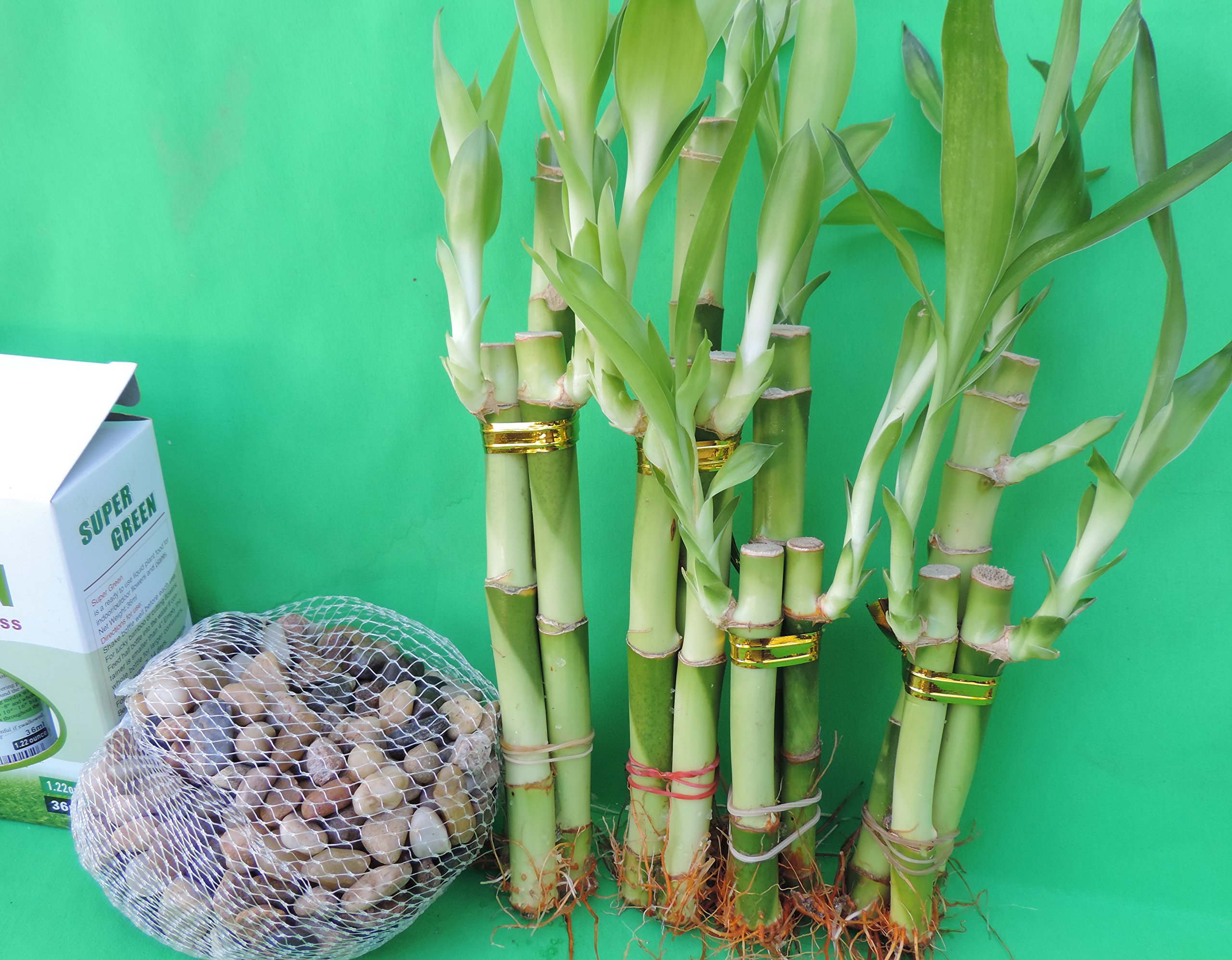 Lucky Bamboo Set with River Rocks & Super Green Plant Food - Feng Shui Home Decor, Office Desk Plant for Good Luck & Positive Energy