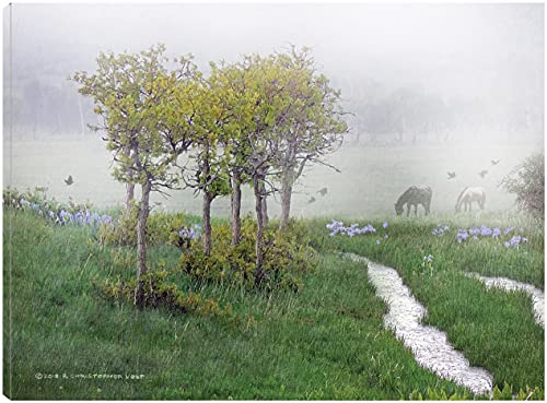Hazy Oaks & Iris