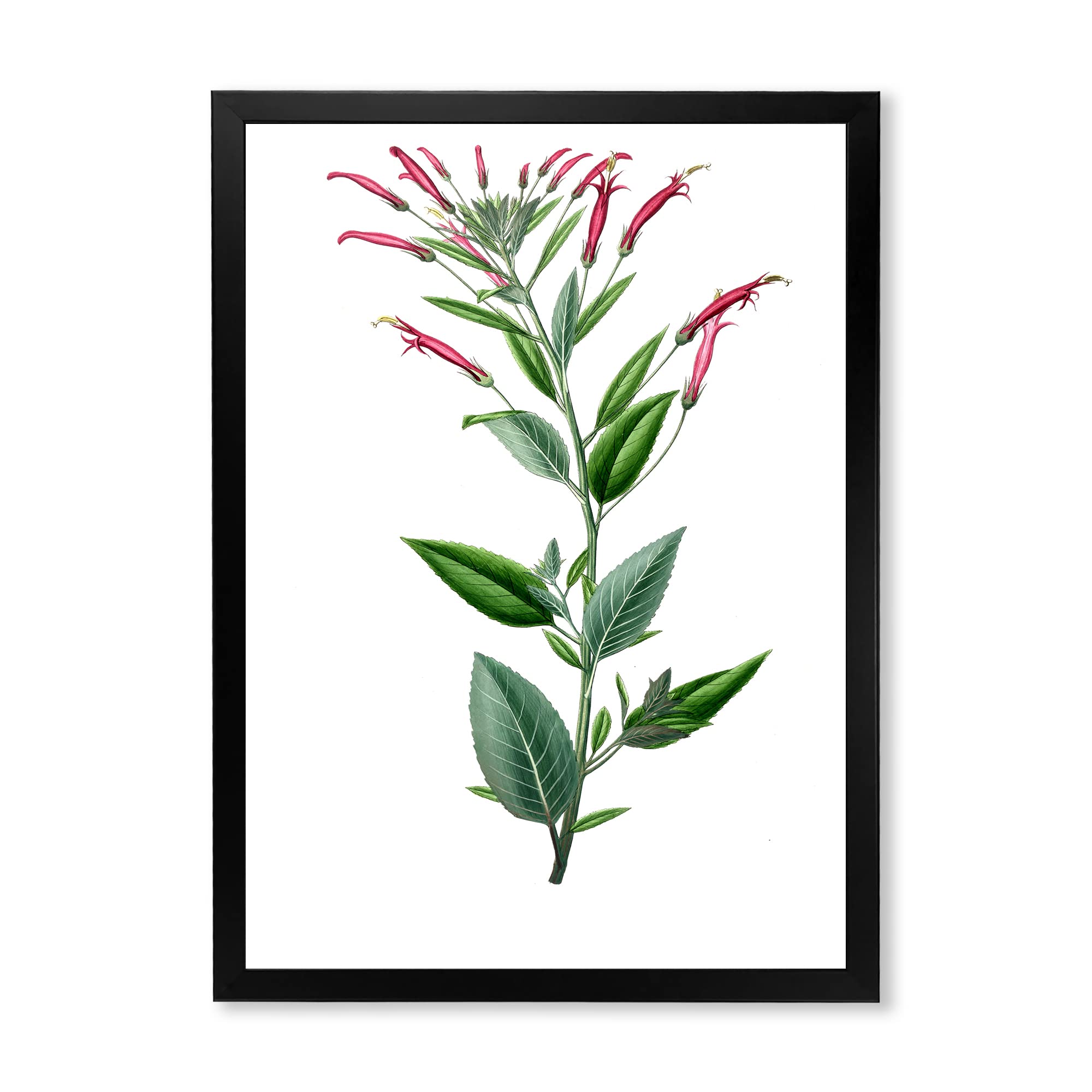 Vintage American Flora III Traditional Framed Wall Art - Botanical Print Decor for Living Room, Bedroom & Office - Perfect Home Decor Gift for Housewarming & Holidays