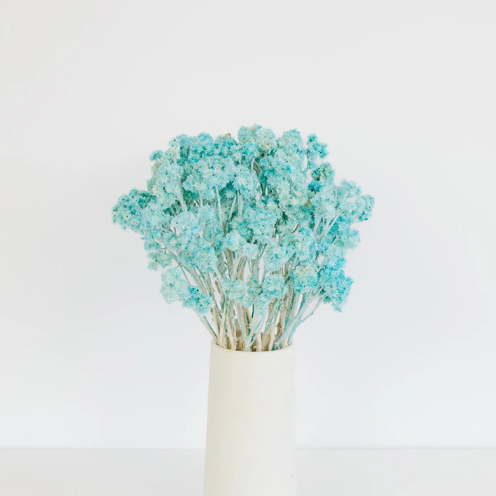 Premium Baby Blue Dried Andean Asters - Natural Floral Decor for Weddings, Home Decor & DIY Crafts | Eco-Friendly Dried Flowers for Bouquets, Centerpieces & Gift Wrapping