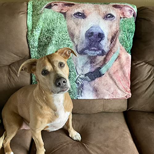 Dog289