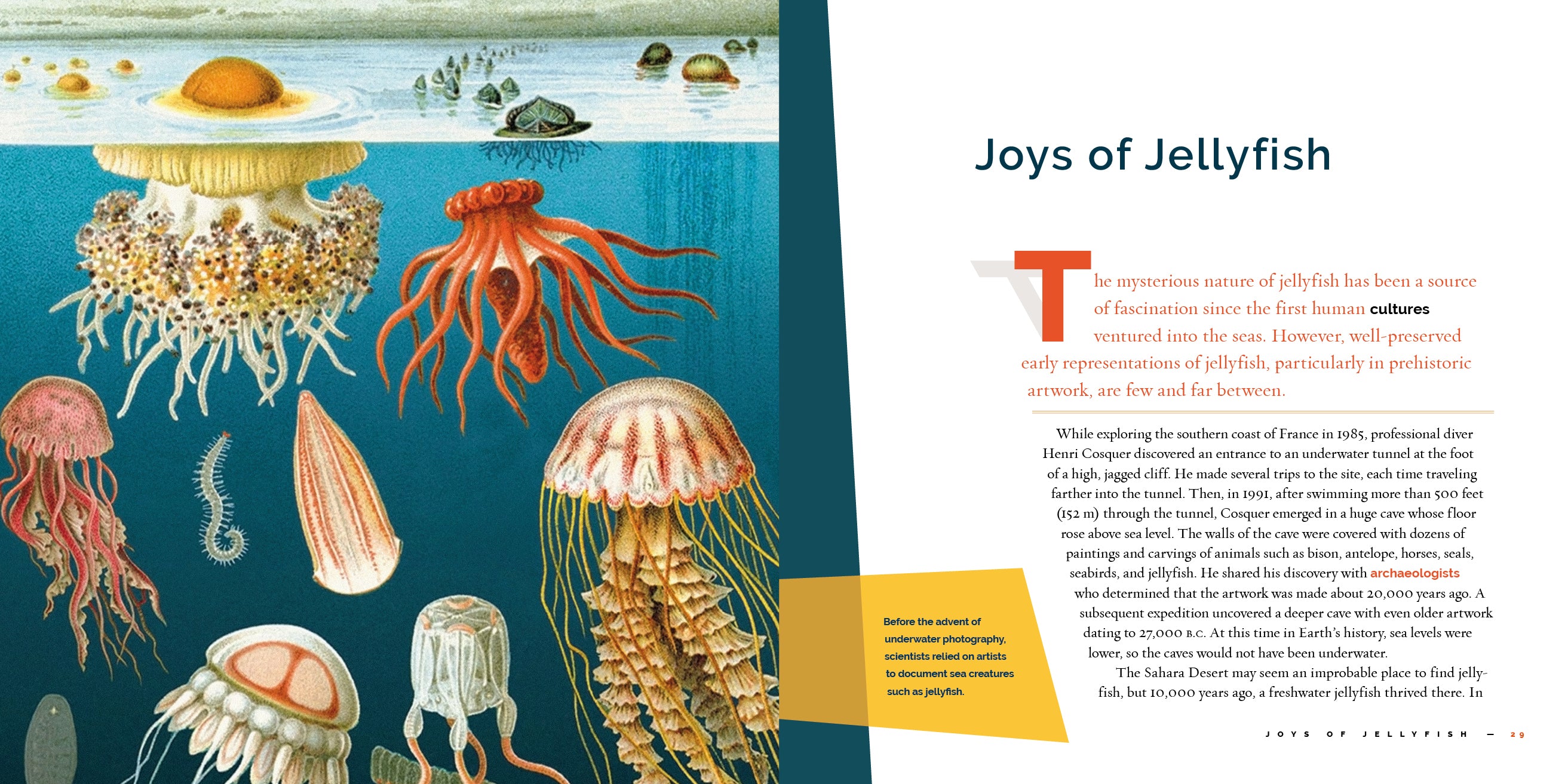 Jellyfish Book 9781640267893 - Marine Life Guide, Ocean Creatures Encyclopedia | Perfect for Marine Biology Students & Ocean Lovers