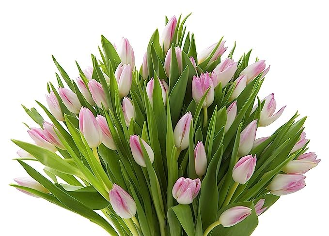 KaBloom Fresh Pink Tulips Bouquet - 30 Stems Valentine's Day Flowers for Birthday, Anniversary, Mother's Day, Get Well Gift | Perfect for Romantic Dates, Home Decor & Special Occasions