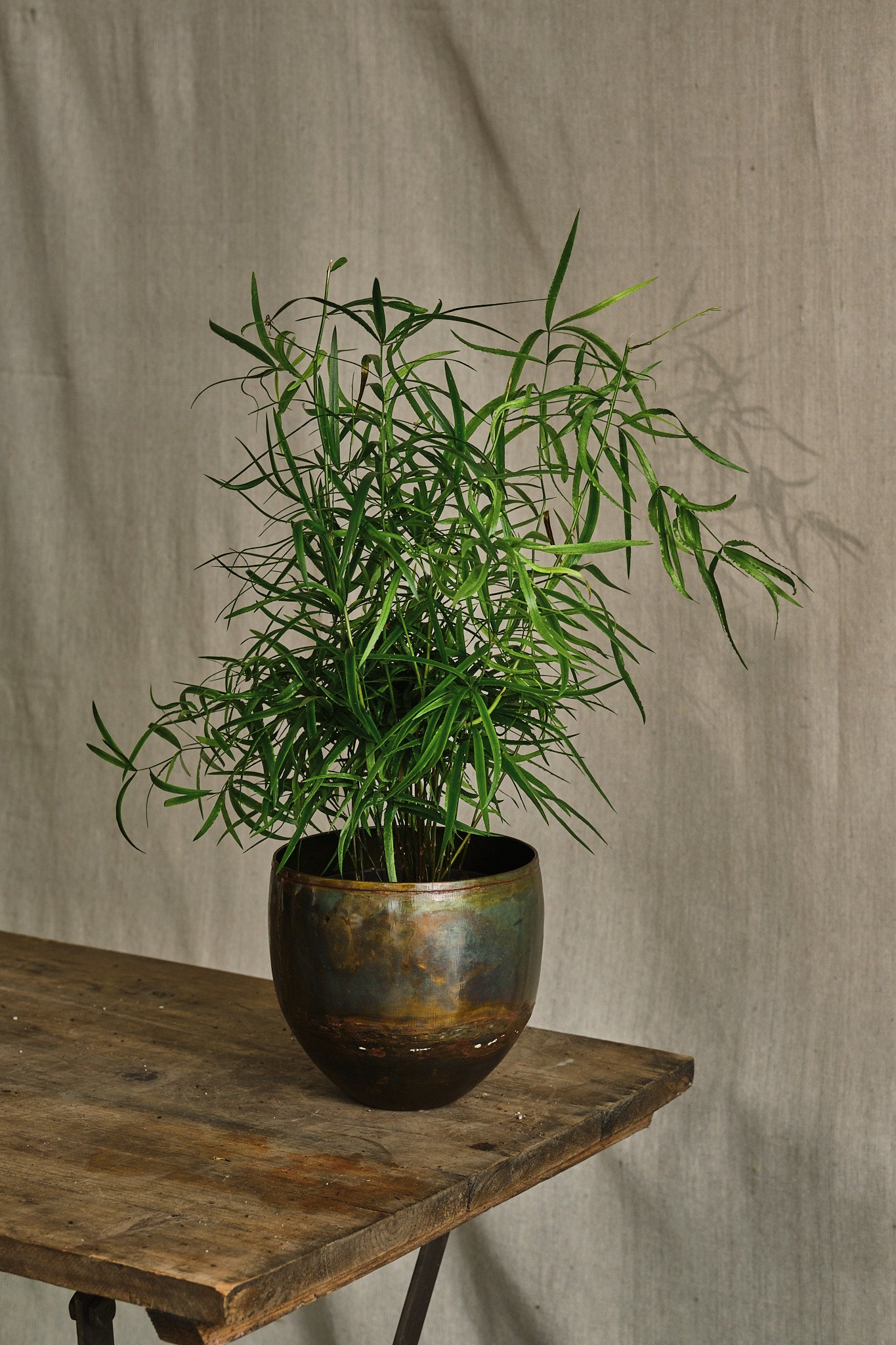 Asparagus Falcatus Fern - Indoor House Plant for Home, Office, and Garden Decor - Easy Care Air Purifying Plant