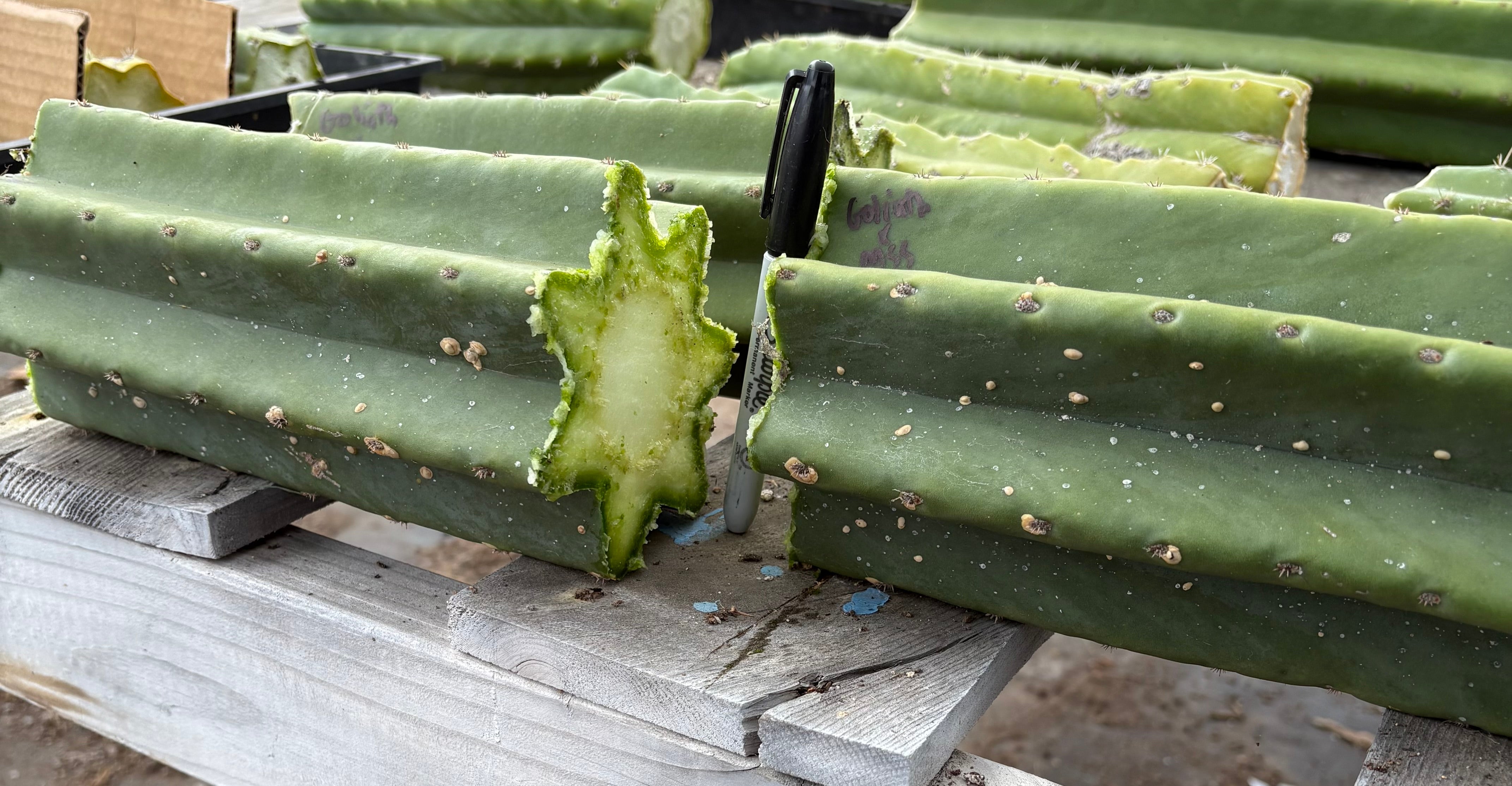 EC162 EXACT Trichocereus Hybrid Pachanoi Goliath X MSS Scopulicola Cactus Cuttings & Potted Plants | Rare Succulent for Home Decor & Desert Gardens
