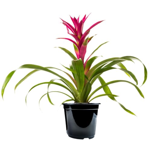 Guzmania Growers Pick