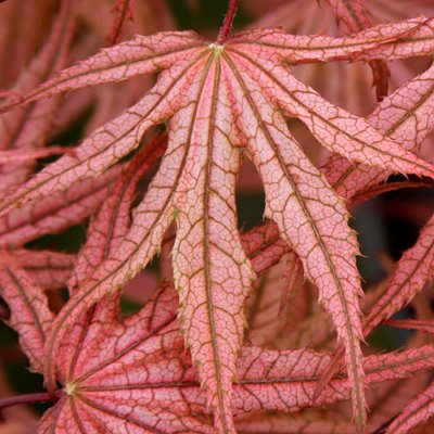 Olsen's Frosted Strawberry Japanese Maple Tree - 2 Year Old Live Plant for Landscaping, Garden Decor, and Outdoor Ornamental Use