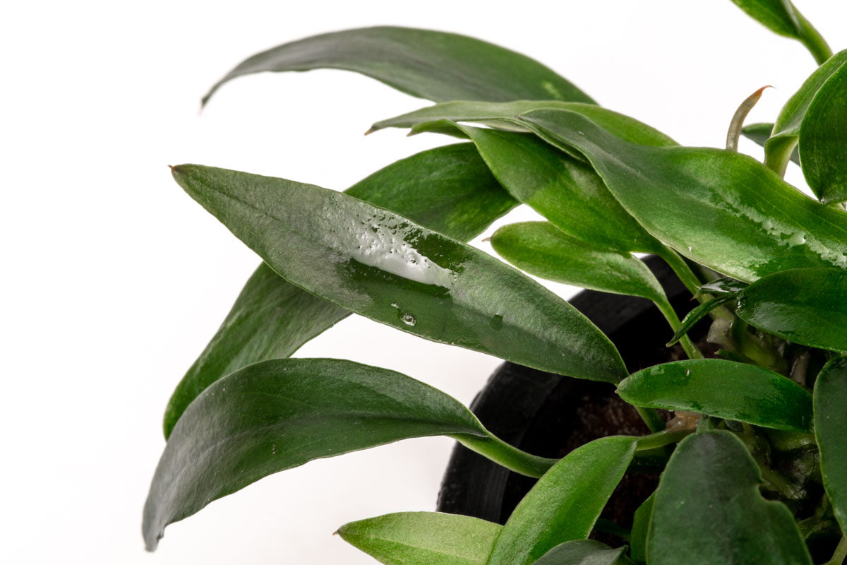 Anubias Chili Jalapeño - Live Aquarium Plant for Freshwater Fish Tanks | Low Light Aquatic Plants for Beginners | Perfect for Aquascaping and Shrimp Tanks