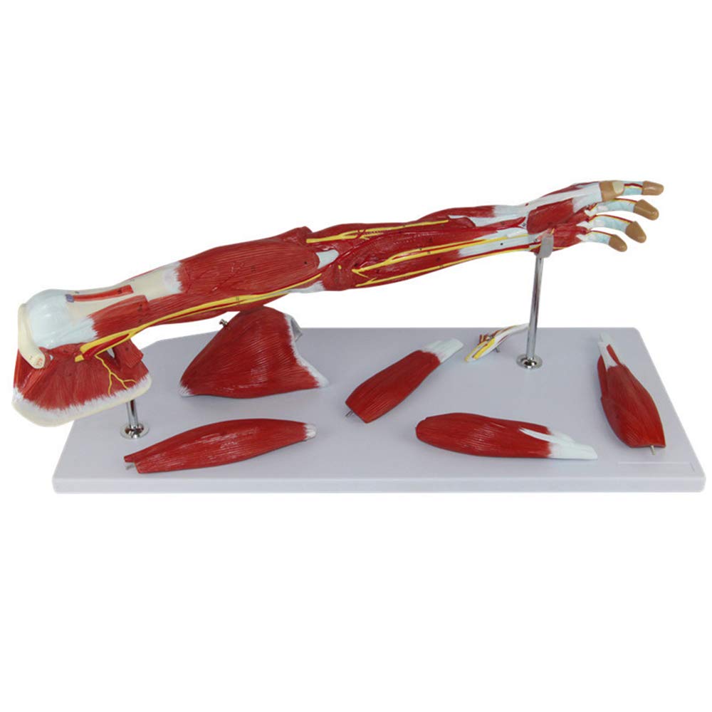 TJZ Human Arm Anatomical Muscle Model - 7-Piece Life-Size Upper Limb Anatomy with Shoulder & Hand Muscles - Includes Display Base | Perfect for Medical Education, Physical Therapy Training & Anatomy Studies