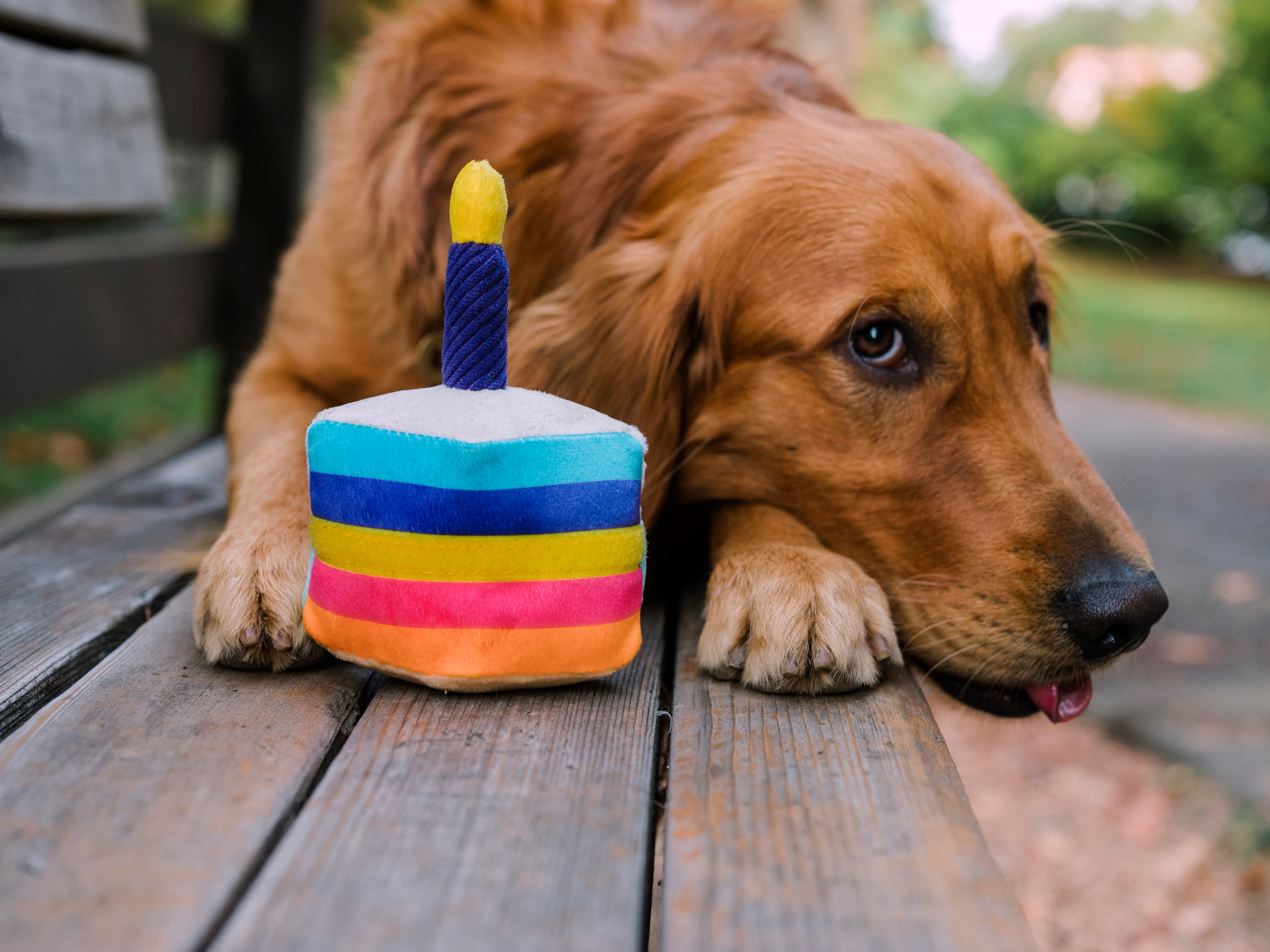 El Pastel Bone Appetit Dog Toy Plush Chew Toy for Small & Large Dogs | Pet P.L.A.Y. Party Time™ - Perfect for Birthday Celebrations, Playtime & Training Rewards